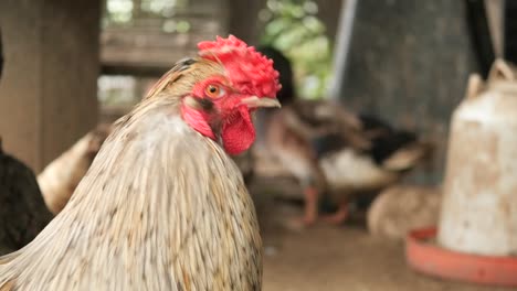 Portrait-of-a-ful-rooster-close-up