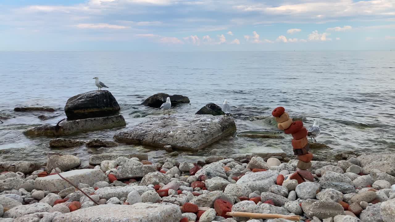 Seagulls flapping wings and flying on rocky ocean shoreline