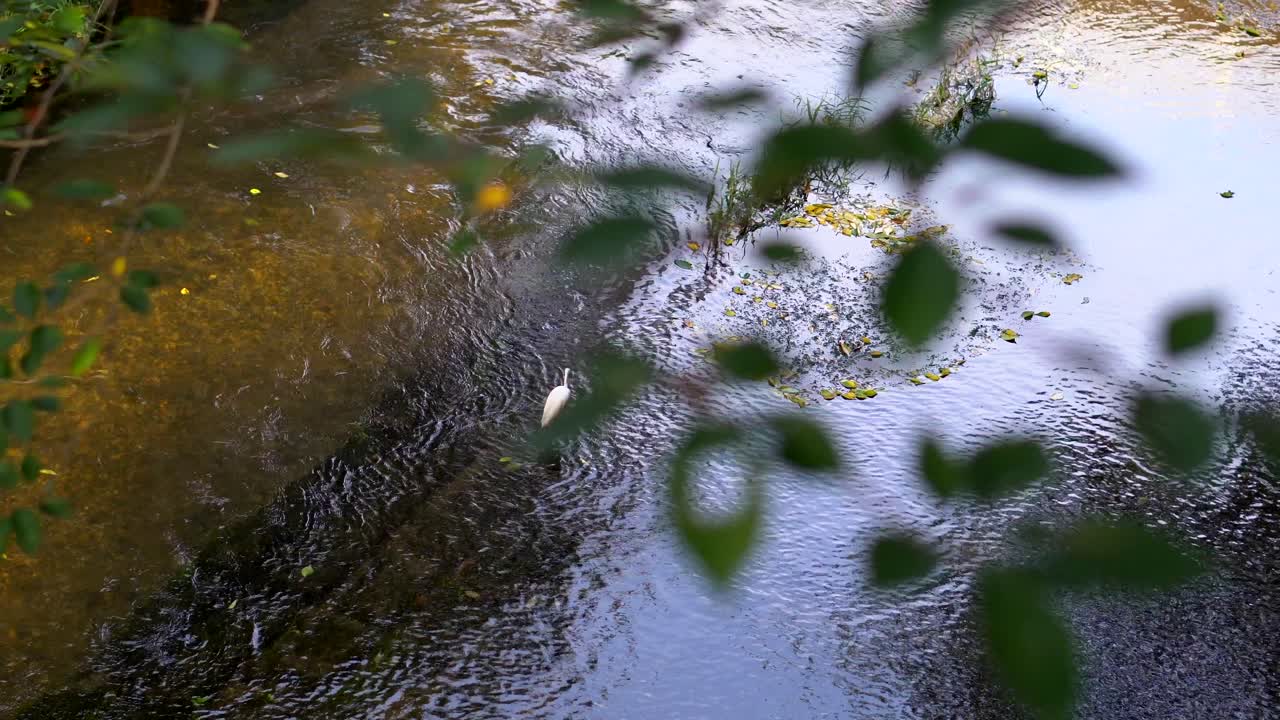 해오라기는 아시아 전역에서 온 매우 전형적인 동물이며, 일본에서는 이 동물이 행운, 행운과 관련되어 있습니다.
