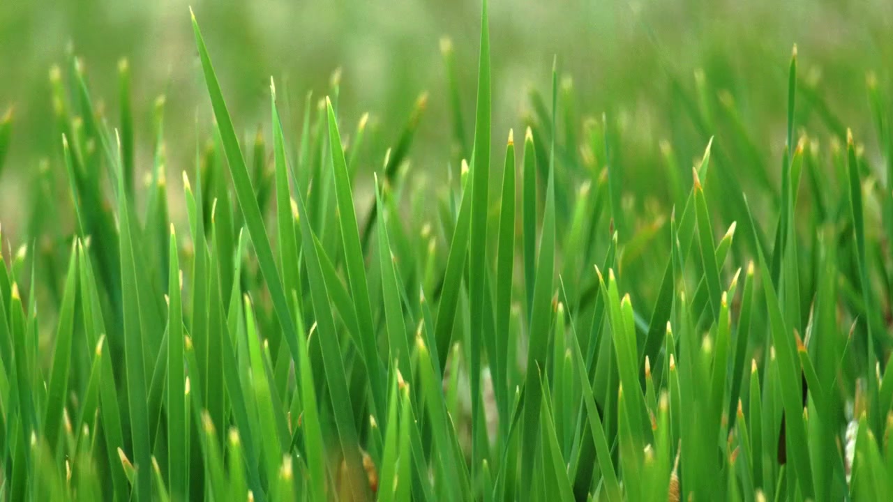 Detailní záběr zelené trávy a jezírkové rostliny sítiny zebraté