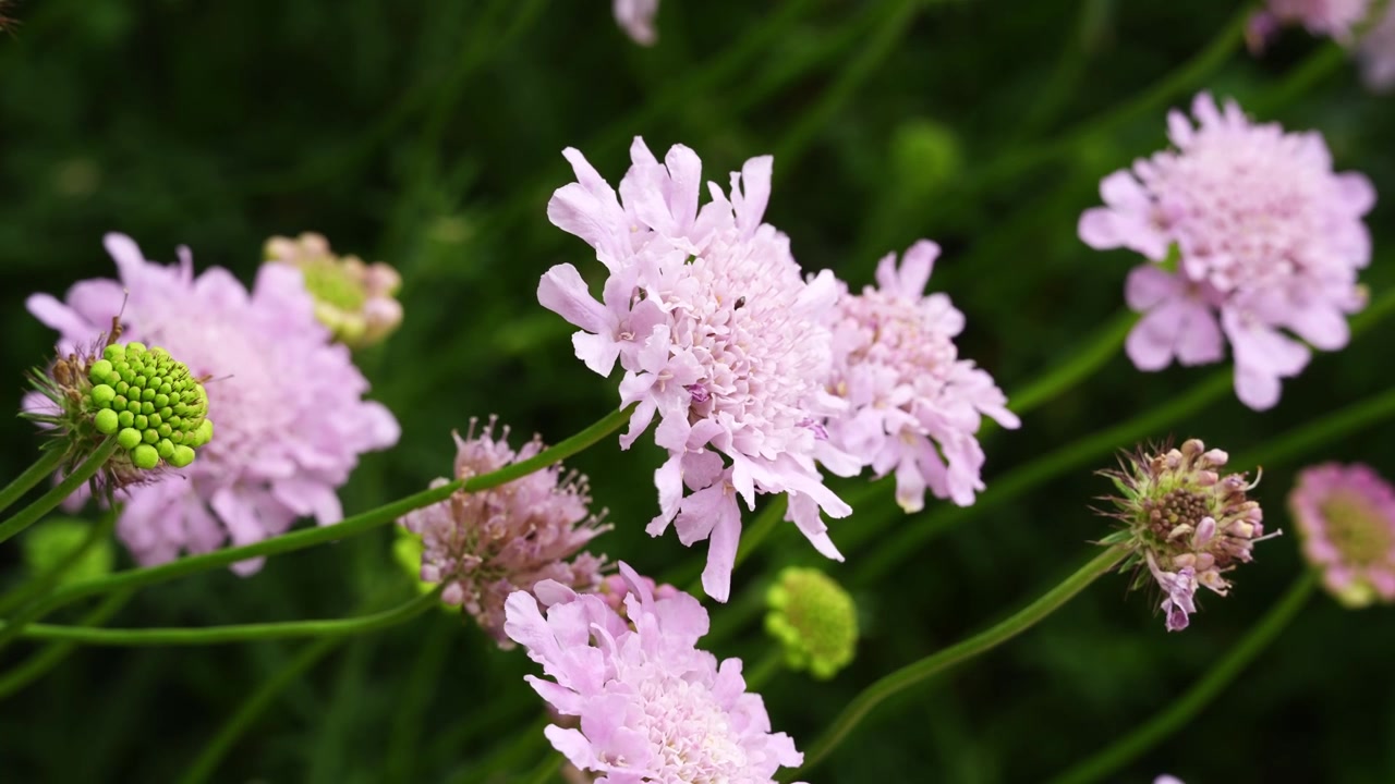 中国、上海の地元の公園で咲き誇る、可憐なピンクのスカビオサ（マツムシソウ）の花 (4k25p)。