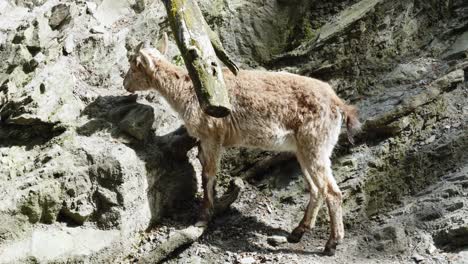 wild mountain goat at the rocky mountains