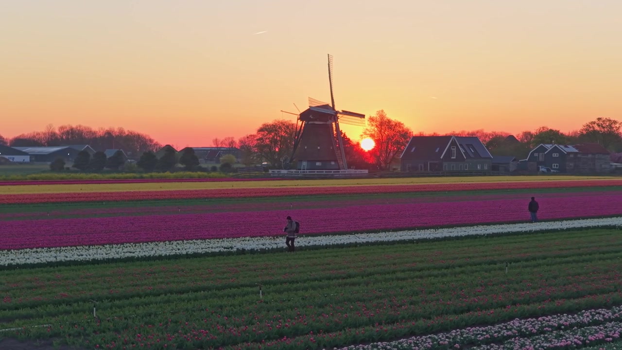 Mulino a vento olandese e campi di tulipani colorati al tramonto.