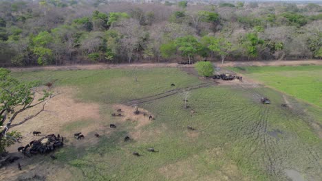 buffalo herd: tilt-up drone footage of animals in open field