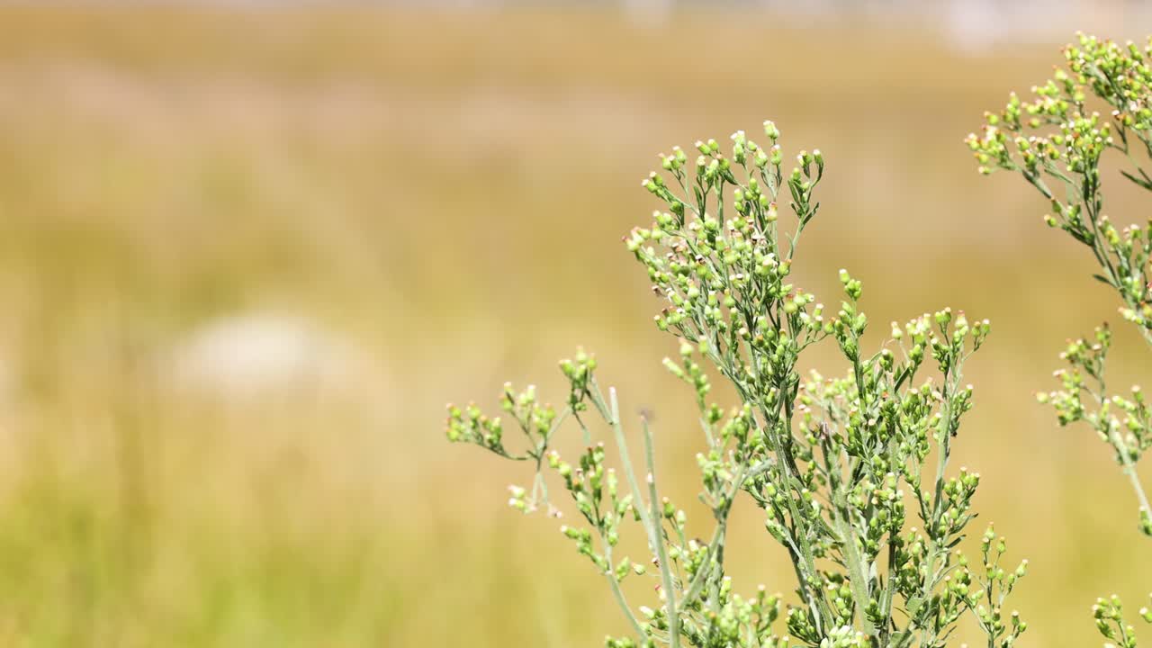 una sola planta verde moviéndose ligeramente en la brisa