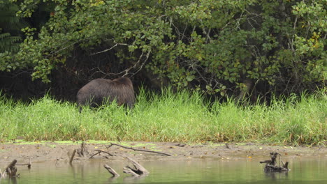 Oso-Grizzly-Comiendo-Detrás-De-Un-Arbusto-Bajo-Un-árbol-Al-Otro-Lado-Del-Río-Mientras-Llueve