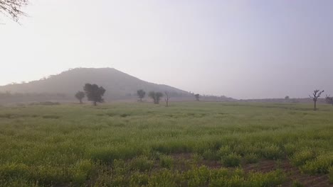 drone flying over the green grassland in rajasthan, india on foggy morning - wide shot