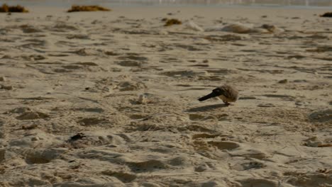 un agapornis estriado caminando en una playa por la tarde