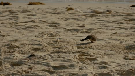 an estriated lovebird walking on a beach at afternoon