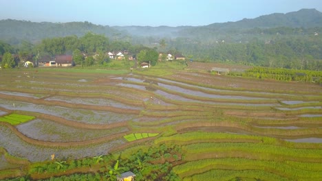 Toma-Aérea-Del-Campo-De-Arroz-Inundado-Con-Granjero-Tradicional-Está-Arando-El-Campo-Con-Búfalo---Paisaje-Rural-De-Indonesia