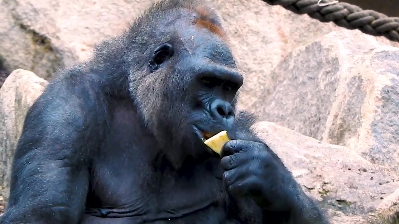 Piano medio di gorilla femmina che mangia.