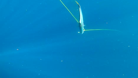 yellowtail fish struggles in the water as light rays cast down upon it swimming