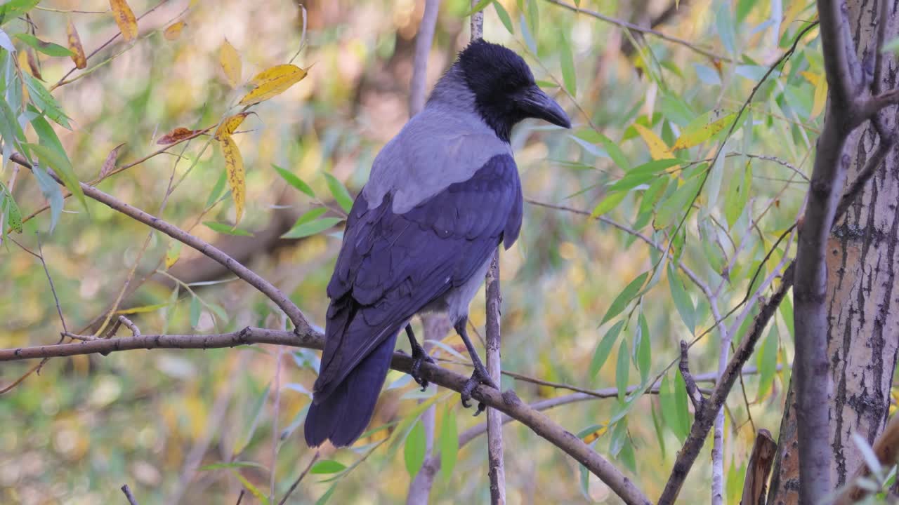 cuervo carroñero (corvus corone) pájaro negro en la rama.