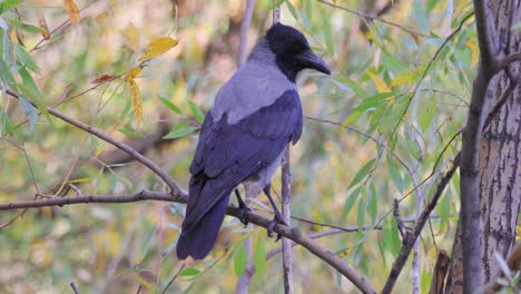 cuervo carroñero (corvus corone) pájaro negro en la rama.