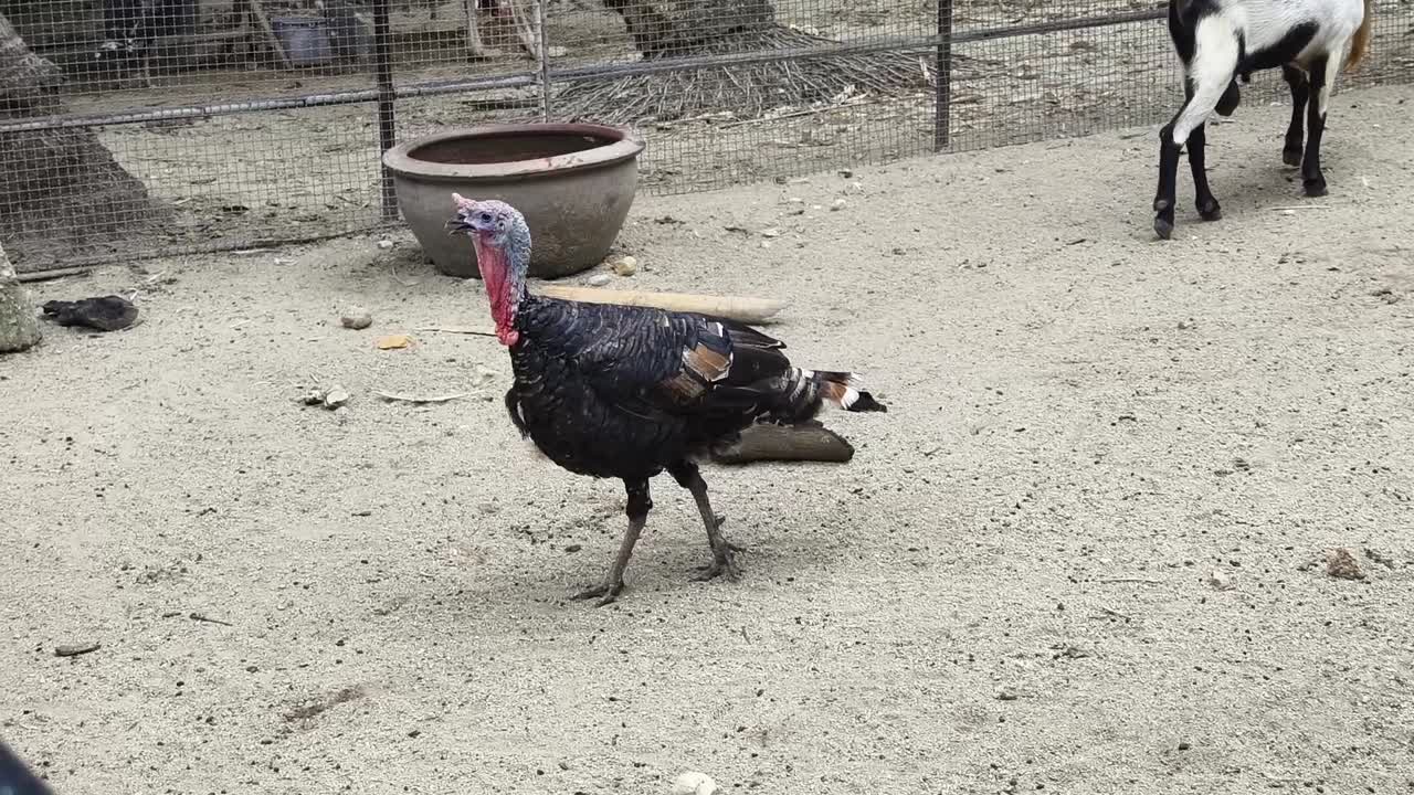 pavo y cabra en un recinto del zoológico