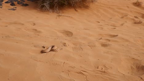 saharan horned viper slithers on desert sand