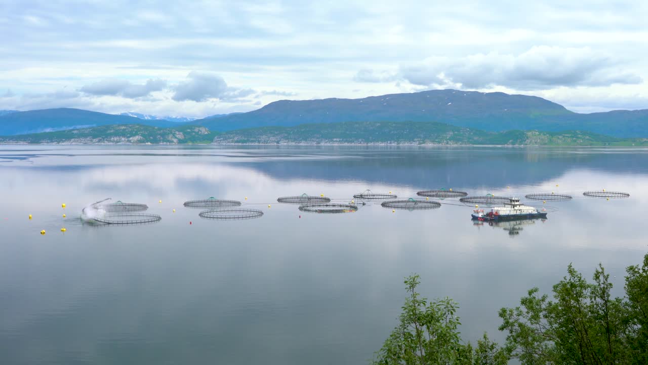 연어 농장  ⁇ 시