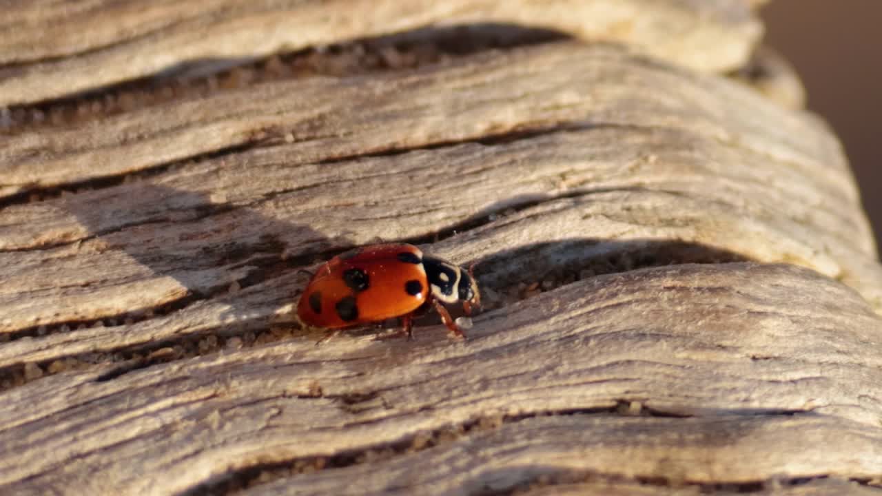 A ladybug moves across a detailed, textured wooden surface, showcasing its vibrant red and black spotted shell.
