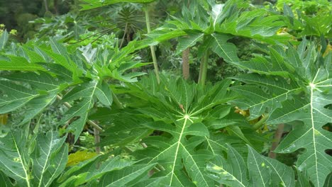 Papaya-leave-in-green