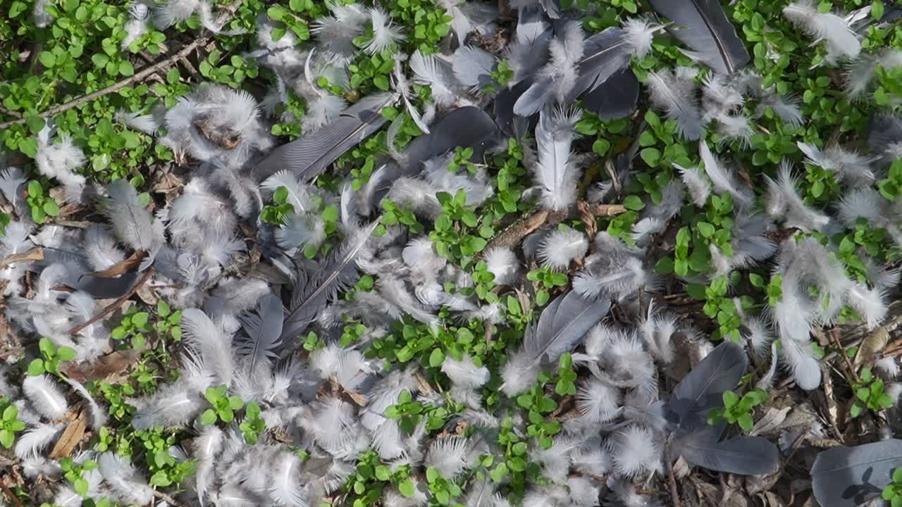 Vibrant scene with lush green vegetation and scattered white, grey, and black feathers forming a natural mosaic. Perfect for nature themes, creative projects, and environmental storytelling.