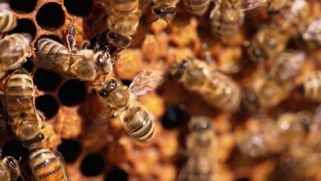 bees crawling over the cells and waving their fragile wings. macro shot of bee colony working on the frame. close up.