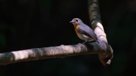 facing to the left while perched on a vine deep in the forest at it wags its tail and poops, hill blue flycatcher cyornis whitei, thailand