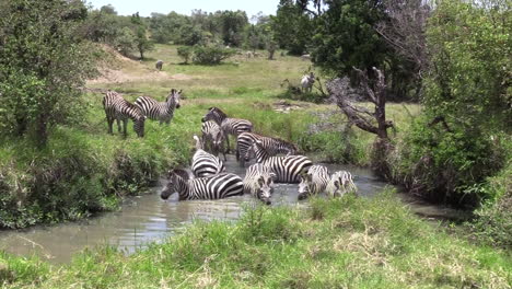 Schöne-Zebras,-Die-An-Einem-Heißen-Sonnigen-Tag-In-Einem-Teich-In-Masai-Mara,-Kenia,-Baden-Und-Wasser-Trinken---Breite-Aufnahme