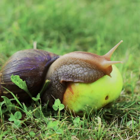 snail sitting on apple. giant african land snail (achatina fulica).