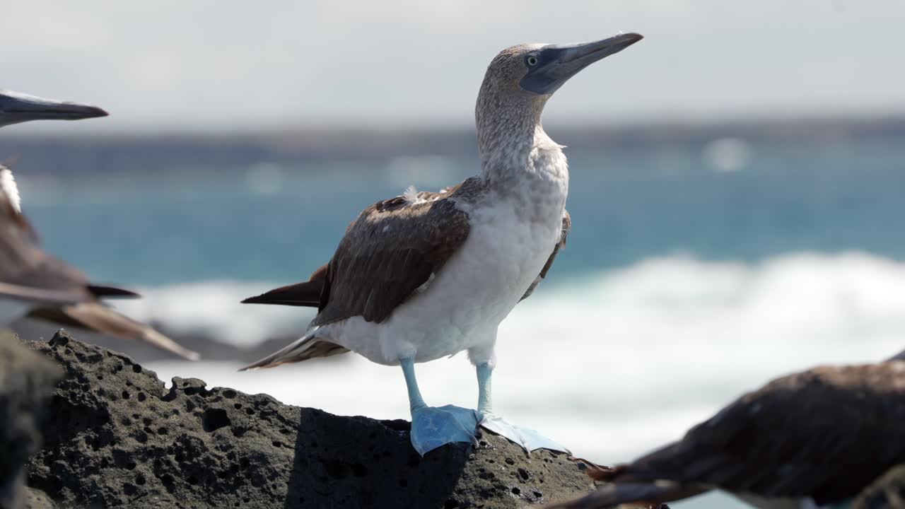 A close up of a blue-footed booby with bright blue feet on Santa Cruz Island in the Gal&aacute;pagos Islands as waves crash in the background