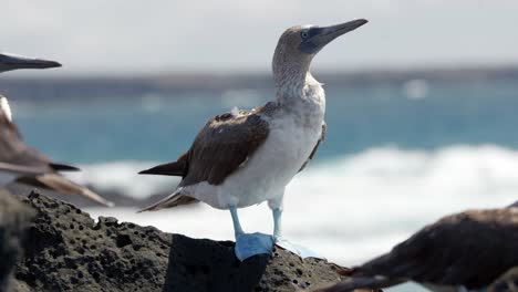 a close up of a blue-footed booby with bright blue feet on santa cruz island in the galápagos islands as waves crash in the background