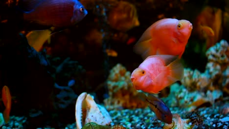 exotic fishes in an aquarium