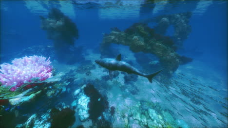 great white shark swimming in coral reef