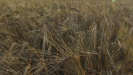 grain agricultural crop field on a sunny summer day