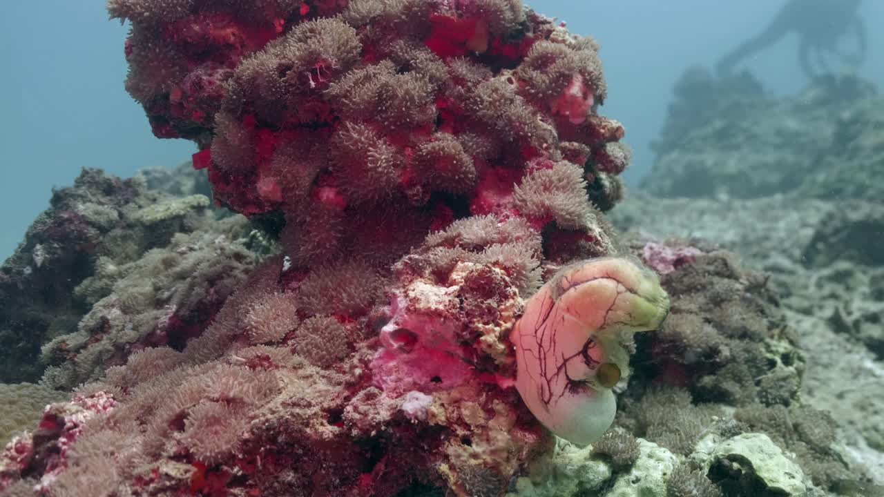 Primo piano di splendidi coralli molli sott'acqua