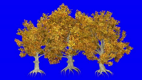 3d american beech tree cluster in automn season, with wind effect on blue screen 3d animation. you can easily key out (remove) the blue screen with just one click using any video editor.