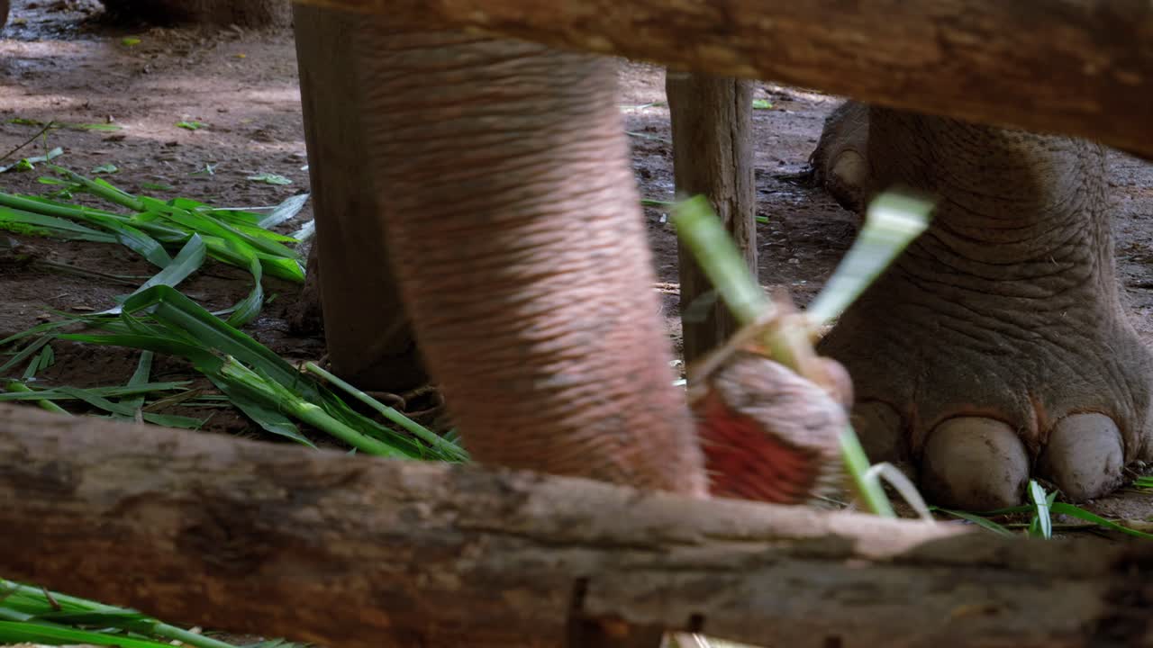 Nahaufnahme eines grauen Elefanten mit angeketteten Beinen und Füßen hinter einem Zaun, der Futter aufnimmt, Thailand.