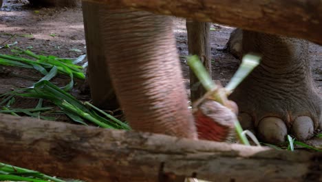 cerca de elefante gris encadenado pierna y pies detrás de la cerca recogiendo comida, tailandia