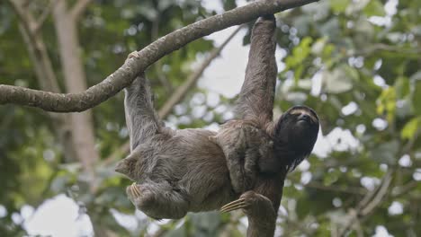 Colgado-De-Un-árbol,-El-Entrañable-Perezoso-Personifica-El-Ambiente-Relajado-De-La-Selva-Tropical.