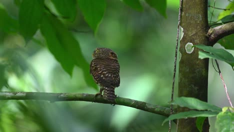 Mochuelo-De-Collar,-Taenioptynx-Brodiei,-Parque-Nacional-Kaeng-Krachan,-Tailandia