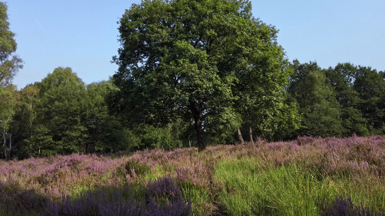 Ripresa lenta e passeggiata in brughiera fiorita viola, Parco Nazionale De Meinweg, Paesi Bassi - 4k60p