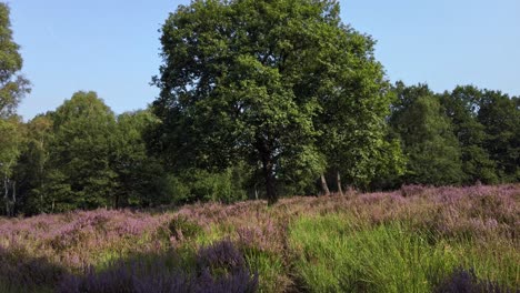 Langsamer-Schuss-Und-Wandern-In-Lila-Blühender-Heide,-Nationalpark-De-Meinweg,-Niederlande---4k60p