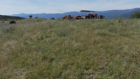 ascending flight with a drone in a meadow where there is a group of red cows around a feeder with straw we discover their wonderful environment where they live with a beautiful background of mountains