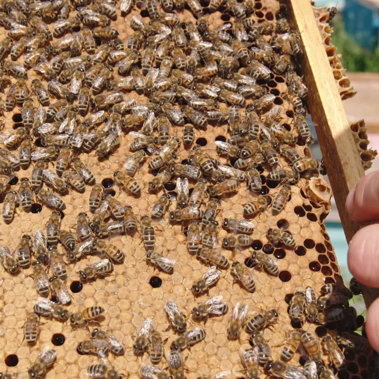 Apiarist's hand holds a frame covered with working bees. Man uncovers some cells on the frame with his finger. Honeycombs almost completely sealed. Close up