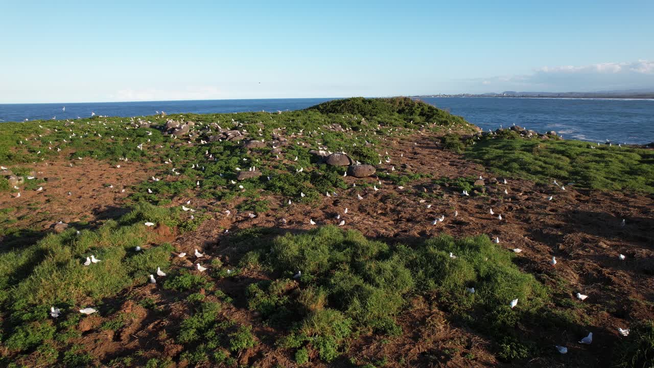 Island landscape with birds