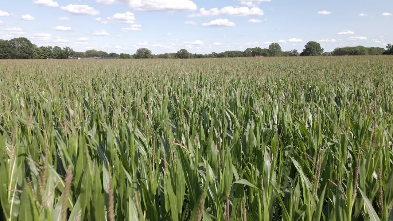 Ripresa aerea di un grande campo di mais verde nei Paesi Bassi