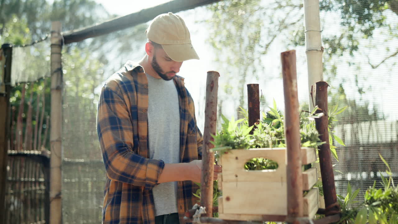 Man tending to cannabis plants in an outdoor greenhouse