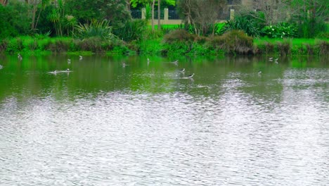 Vista-Al-Lago-De-Todas-Las-Aves-Silvestres,-Muchos-Recurvirostridae-En-El-Lago