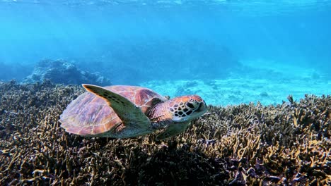 Toma-En-Cámara-Lenta-De-Tortugas-Marinas-Verdes-Saliendo-A-La-Superficie-Nadando-Lentamente-Sobre-Arrecifes-De-Coral