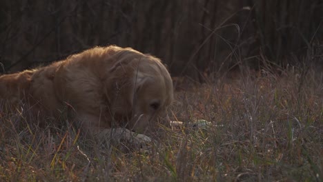 Tired-golden-retriever-lying-in-tall-grass-of-forest-clearing-eats-grass