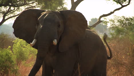 Aggressive-elephant-with-scarred-trunk